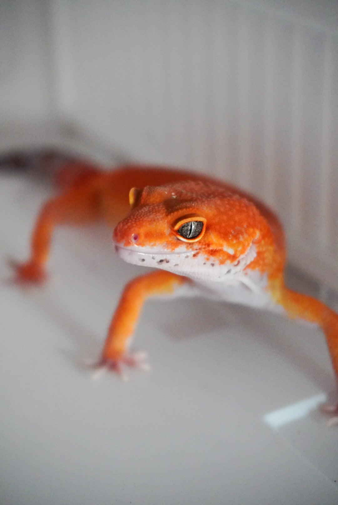 Tangerine Tornado ♂