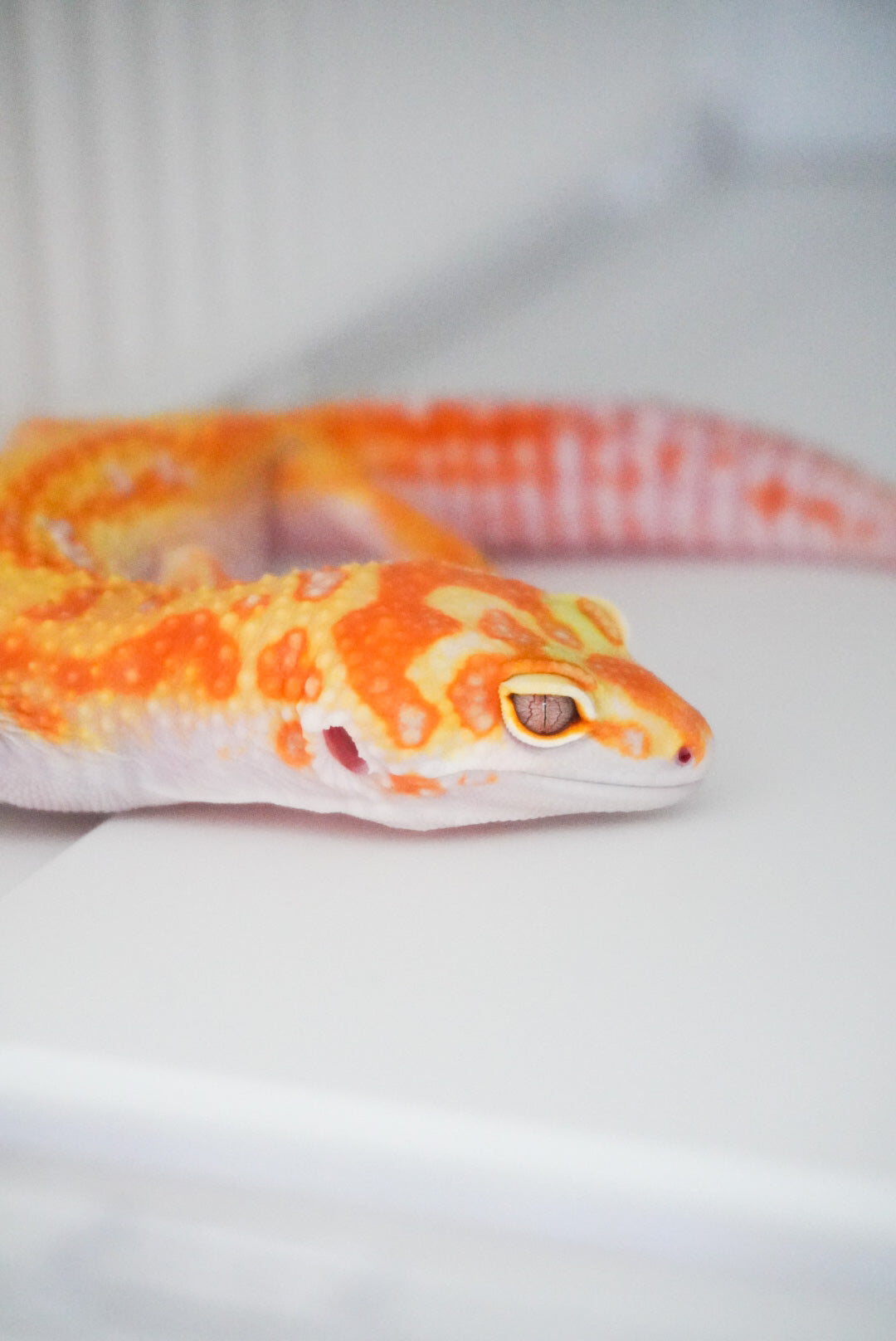 WY Red Diamond Red Stripe High Contrast  ♀
