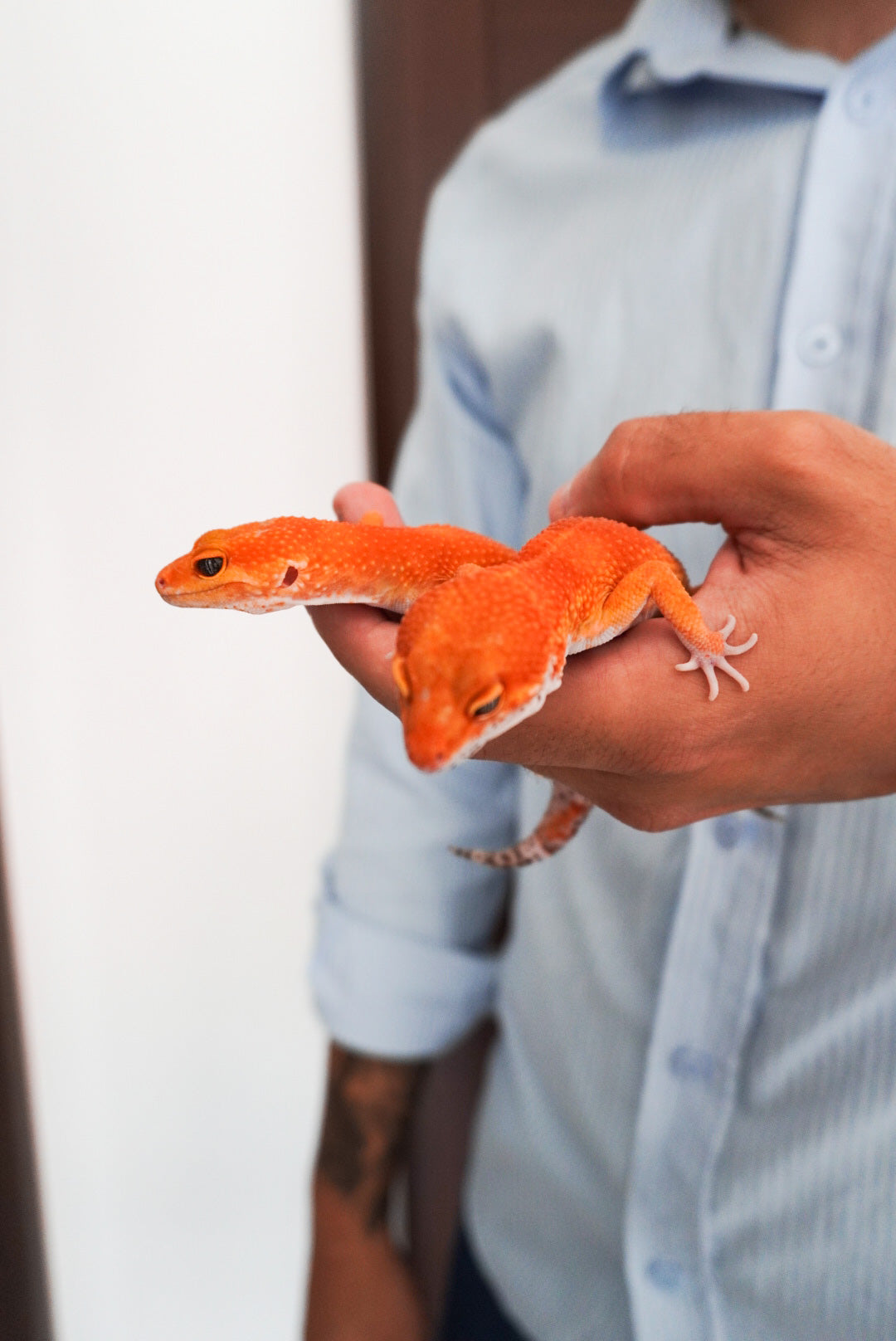 NICE GECKOS – nicegeckos